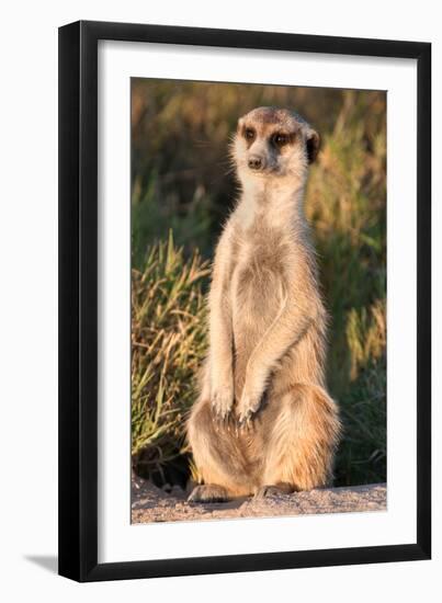 Meerkat Gaze-Howard Ruby-Framed Premium Photographic Print