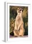 Meerkat Gaze-Howard Ruby-Framed Premium Photographic Print