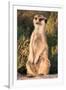 Meerkat Gaze-Howard Ruby-Framed Premium Photographic Print