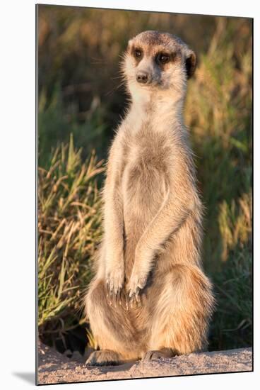 Meerkat Gaze-Howard Ruby-Mounted Premium Photographic Print