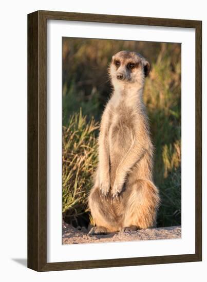 Meerkat Gaze-Howard Ruby-Framed Photographic Print