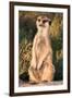 Meerkat Gaze-Howard Ruby-Framed Photographic Print