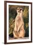 Meerkat Gaze-Howard Ruby-Framed Photographic Print