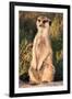 Meerkat Gaze-Howard Ruby-Framed Photographic Print