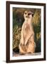 Meerkat Gaze-Howard Ruby-Framed Photographic Print