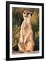 Meerkat Gaze-Howard Ruby-Framed Photographic Print