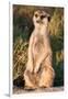 Meerkat Gaze-Howard Ruby-Framed Photographic Print