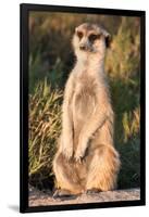 Meerkat Gaze-Howard Ruby-Framed Photographic Print