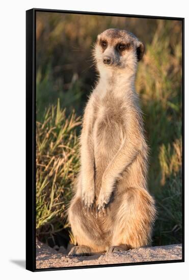 Meerkat Gaze-Howard Ruby-Framed Stretched Canvas