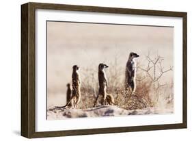 Meerkat , Kgalagadi Transfrontier Park, Kalahari, Northern Cape, South Africa, Africa-Christian Kober-Framed Photographic Print