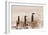 Meerkat , Kgalagadi Transfrontier Park, Kalahari, Northern Cape, South Africa, Africa-Christian Kober-Framed Photographic Print