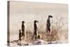 Meerkat , Kgalagadi Transfrontier Park, Kalahari, Northern Cape, South Africa, Africa-Christian Kober-Stretched Canvas