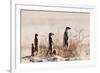 Meerkat , Kgalagadi Transfrontier Park, Kalahari, Northern Cape, South Africa, Africa-Christian Kober-Framed Photographic Print