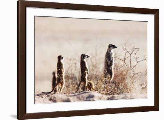 Meerkat , Kgalagadi Transfrontier Park, Kalahari, Northern Cape, South Africa, Africa-Christian Kober-Framed Photographic Print