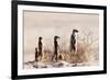 Meerkat , Kgalagadi Transfrontier Park, Kalahari, Northern Cape, South Africa, Africa-Christian Kober-Framed Photographic Print