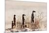 Meerkat , Kgalagadi Transfrontier Park, Kalahari, Northern Cape, South Africa, Africa-Christian Kober-Mounted Photographic Print