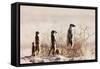 Meerkat , Kgalagadi Transfrontier Park, Kalahari, Northern Cape, South Africa, Africa-Christian Kober-Framed Stretched Canvas