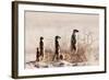 Meerkat , Kgalagadi Transfrontier Park, Kalahari, Northern Cape, South Africa, Africa-Christian Kober-Framed Photographic Print