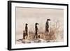 Meerkat , Kgalagadi Transfrontier Park, Kalahari, Northern Cape, South Africa, Africa-Christian Kober-Framed Photographic Print