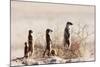 Meerkat , Kgalagadi Transfrontier Park, Kalahari, Northern Cape, South Africa, Africa-Christian Kober-Mounted Photographic Print