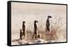 Meerkat , Kgalagadi Transfrontier Park, Kalahari, Northern Cape, South Africa, Africa-Christian Kober-Framed Stretched Canvas