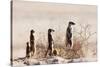 Meerkat , Kgalagadi Transfrontier Park, Kalahari, Northern Cape, South Africa, Africa-Christian Kober-Stretched Canvas