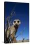 Meerkat Looking Into Lens (Suricata Suricatta) Tswalu Kalahari Reserve, South Africa-Simon King-Stretched Canvas