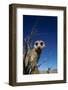Meerkat Looking Into Lens (Suricata Suricatta) Tswalu Kalahari Reserve, South Africa-Simon King-Framed Photographic Print