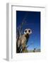 Meerkat Looking Into Lens (Suricata Suricatta) Tswalu Kalahari Reserve, South Africa-Simon King-Framed Photographic Print