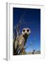 Meerkat Looking Into Lens (Suricata Suricatta) Tswalu Kalahari Reserve, South Africa-Simon King-Framed Photographic Print