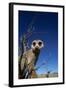 Meerkat Looking Into Lens (Suricata Suricatta) Tswalu Kalahari Reserve, South Africa-Simon King-Framed Photographic Print