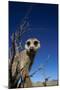 Meerkat Looking Into Lens (Suricata Suricatta) Tswalu Kalahari Reserve, South Africa-Simon King-Mounted Photographic Print