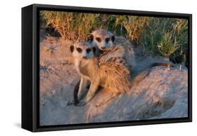 Meerkat Love-Howard Ruby-Framed Stretched Canvas