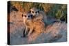 Meerkat Love-Howard Ruby-Stretched Canvas