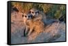 Meerkat Love-Howard Ruby-Framed Stretched Canvas