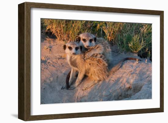 Meerkat Love-Howard Ruby-Framed Photographic Print