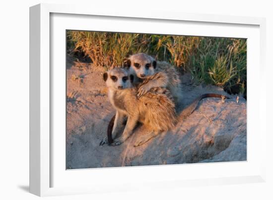 Meerkat Love-Howard Ruby-Framed Photographic Print