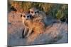 Meerkat Love-Howard Ruby-Mounted Photographic Print