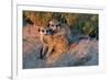 Meerkat Love-Howard Ruby-Framed Photographic Print