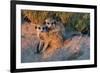 Meerkat Love-Howard Ruby-Framed Photographic Print