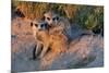 Meerkat Love-Howard Ruby-Mounted Photographic Print