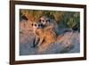 Meerkat Love-Howard Ruby-Framed Photographic Print