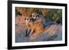 Meerkat Love-Howard Ruby-Framed Photographic Print