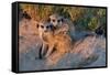 Meerkat Love-Howard Ruby-Framed Stretched Canvas