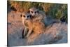 Meerkat Love-Howard Ruby-Stretched Canvas