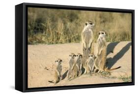 Meerkat Mother and Nursemaid with Baby Kittens-null-Framed Stretched Canvas