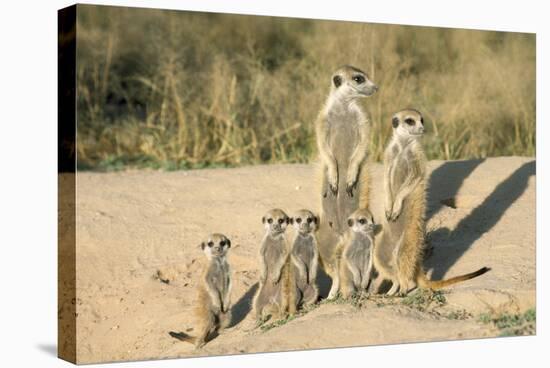 Meerkat Mother and Nursemaid with Baby Kittens-null-Stretched Canvas