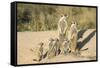 Meerkat Mother and Nursemaid with Baby Kittens-null-Framed Stretched Canvas