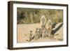 Meerkat Mother and Nursemaid with Baby Kittens-null-Framed Photographic Print