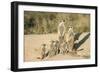 Meerkat Mother and Nursemaid with Baby Kittens-null-Framed Photographic Print